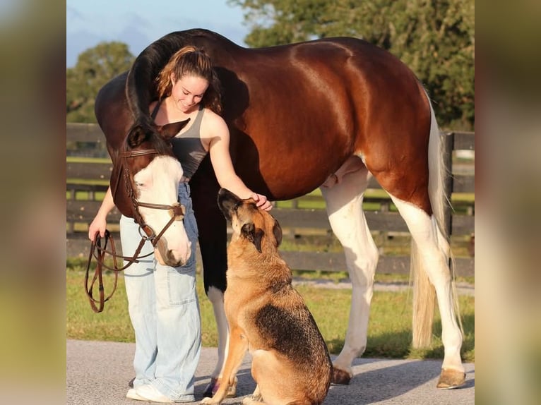 Holstein Gelding 9 years Tobiano-all-colors in Madrid