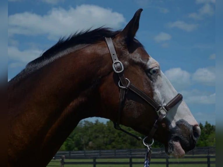 Holstein Gelding 9 years Tobiano-all-colors in Madrid