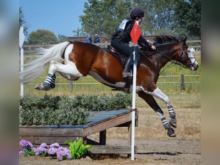 Holstein Gelding 9 years Tobiano-all-colors in Granada