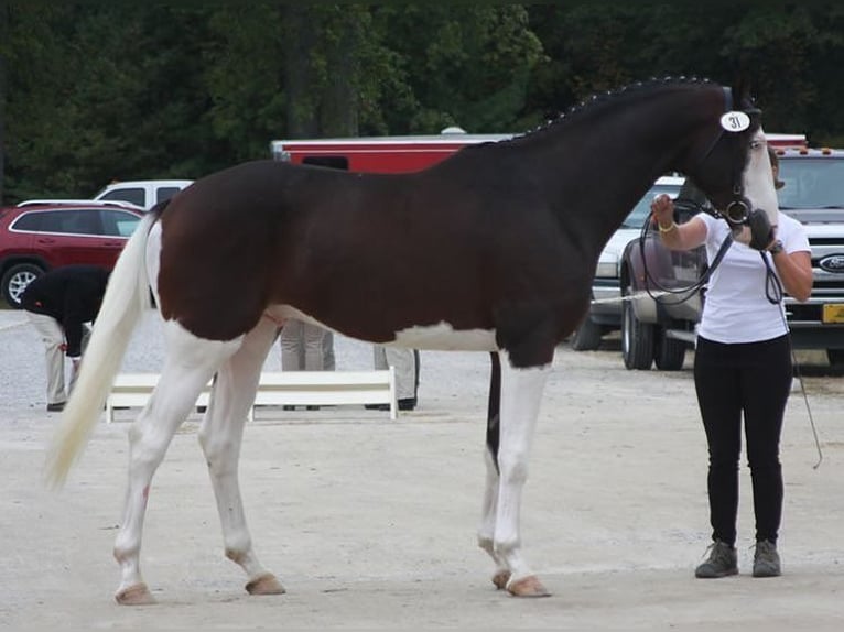 Holstein Gelding 9 years Tobiano-all-colors in Madrid