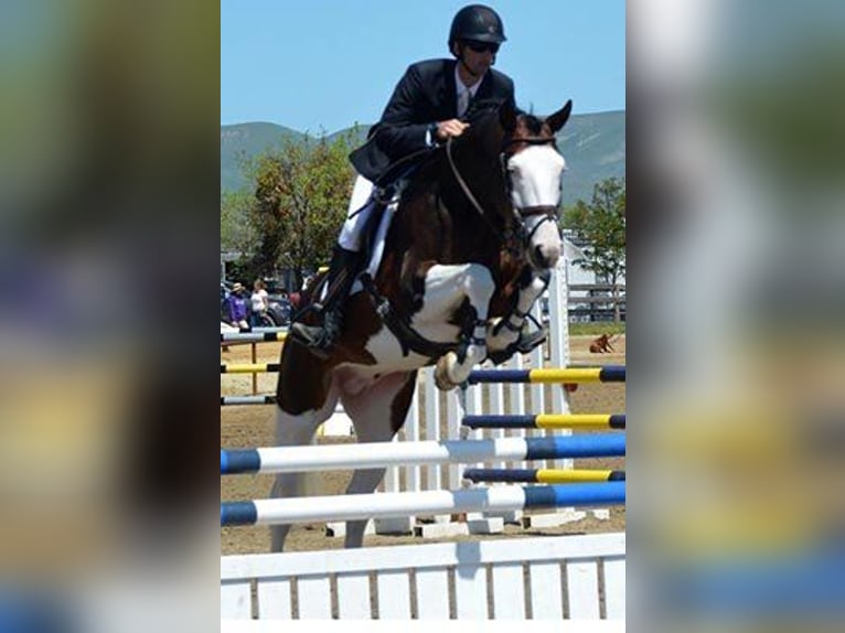 Holstein Gelding 9 years Tobiano-all-colors in Madrid