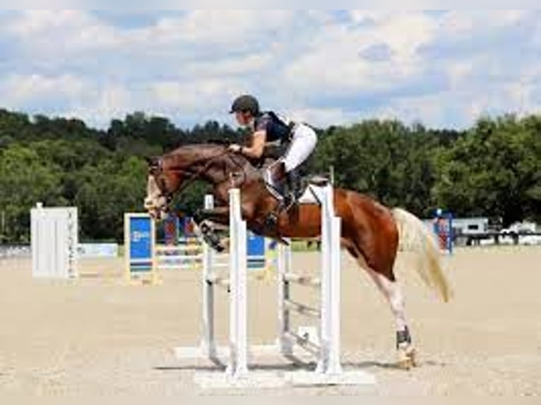Holstein Gelding 9 years Tobiano-all-colors in Madrid