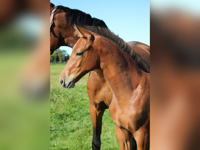 Holstein Gelding Foal (05/2025) 16,2 hh Brown in T&#xF6;nning
