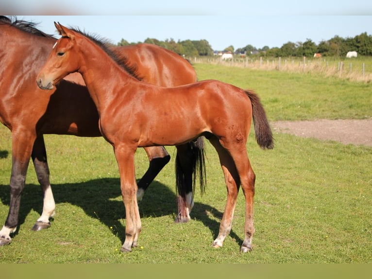 Holstein Gelding Foal (05/2025) 16,2 hh Brown in T&#xF6;nning