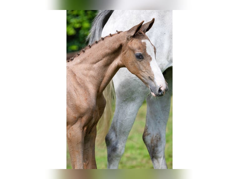 Holstein Gelding Foal (06/2025) in Heerde