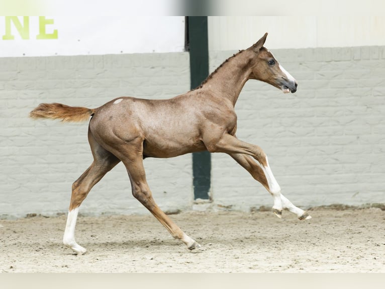Holstein Gelding Foal (06/2025) in Heerde