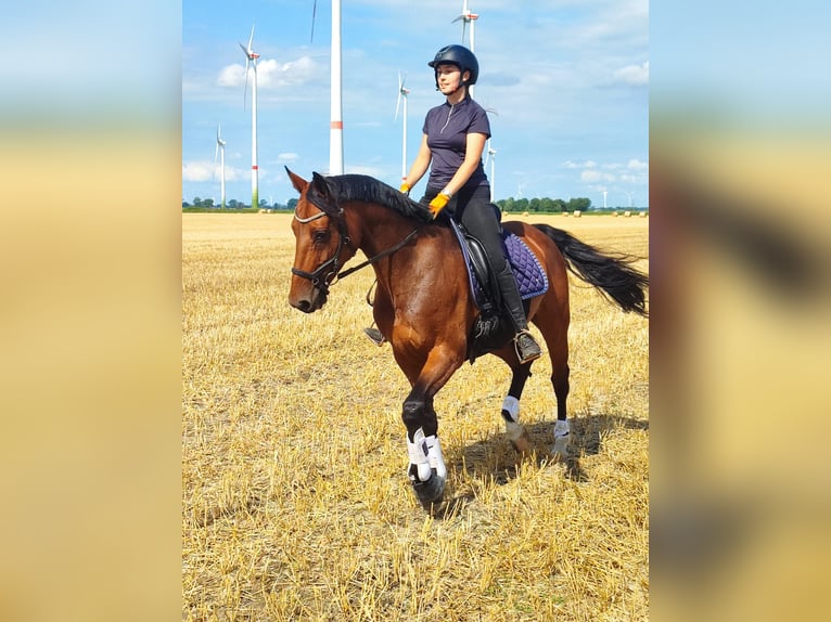 Holstein Giumenta 10 Anni 163 cm Baio in Diekhusen-Fahrstedt