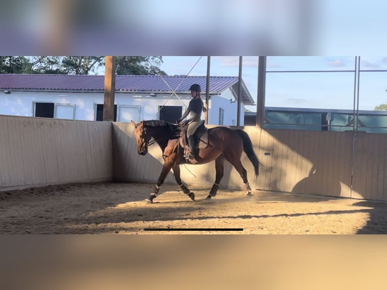 Holstein Giumenta 10 Anni 163 cm in Rosbach vor der Höhe Ober-Rosbach