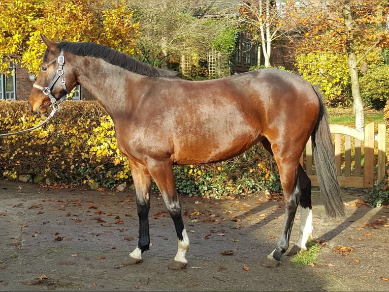 Holstein Giumenta 10 Anni 165 cm in Malente