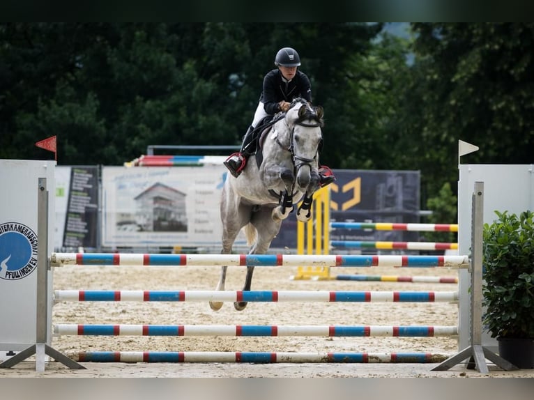 Holstein Giumenta 10 Anni 165 cm Grigio pezzato in Burladingen