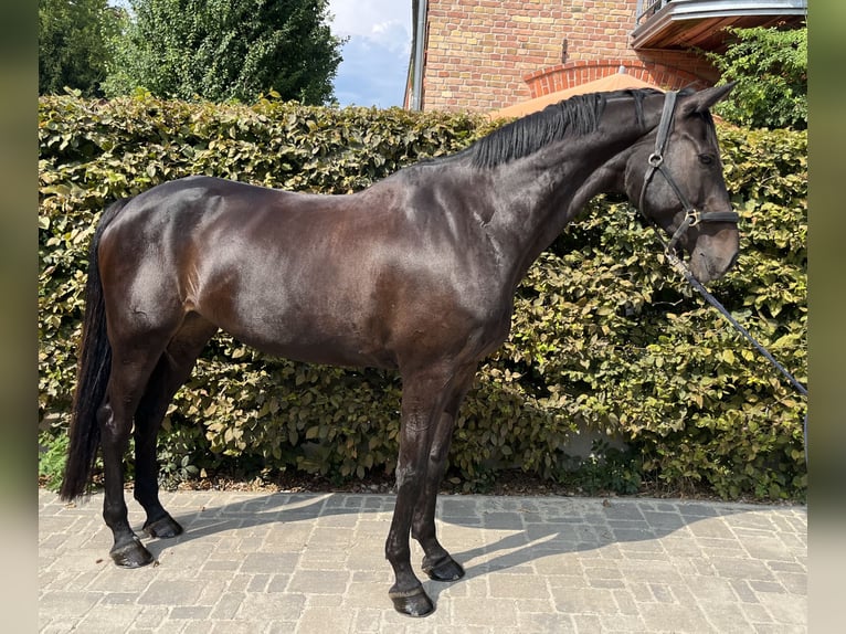 Holstein Giumenta 10 Anni 168 cm Baio nero in Berlin