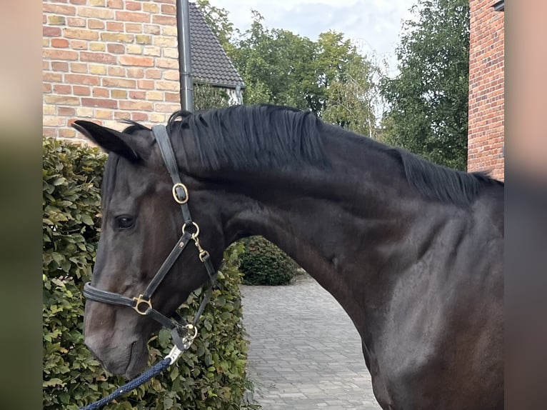 Holstein Giumenta 10 Anni 168 cm Baio nero in Berlin