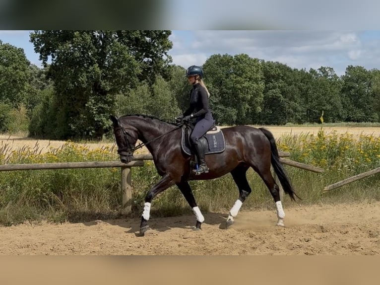 Holstein Giumenta 10 Anni 168 cm Morello in Vögelsen