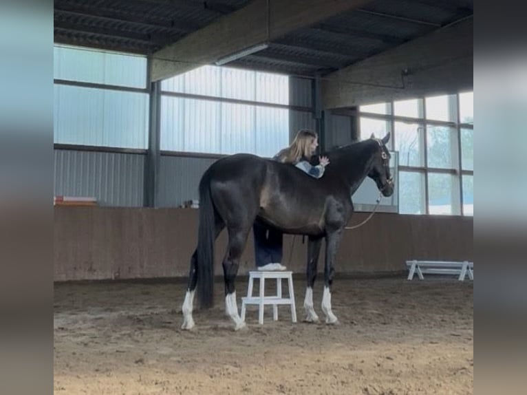 Holstein Giumenta 10 Anni 169 cm Baio scuro in Tremsbüttel