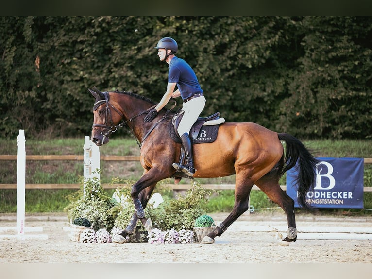 Holstein Giumenta 10 Anni 172 cm Baio in Riedstadt