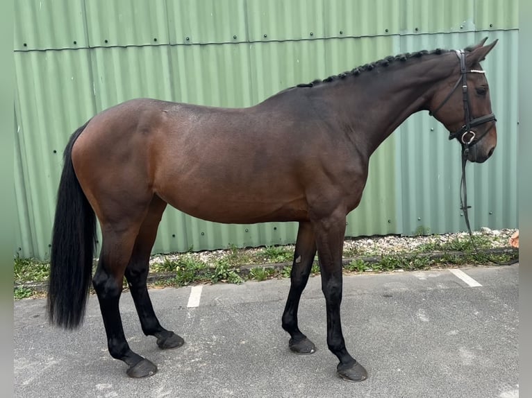 Holstein Giumenta 10 Anni 173 cm Baio scuro in Niederkassel