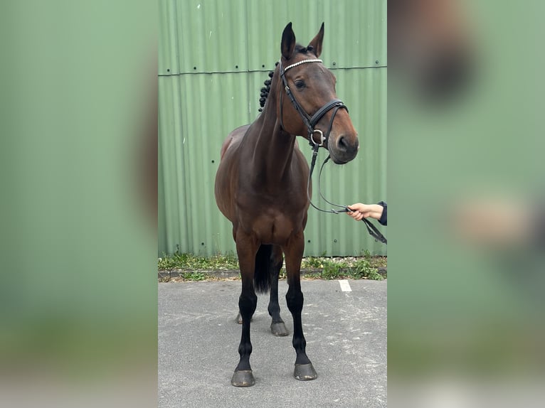 Holstein Giumenta 10 Anni 173 cm Baio scuro in Niederkassel