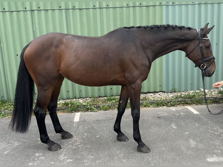 Holstein Giumenta 10 Anni 173 cm Baio scuro in Niederkassel