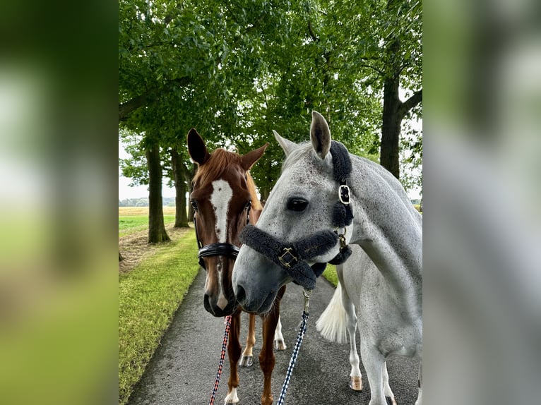 Holstein Giumenta 10 Anni 173 cm Sauro in Penig
