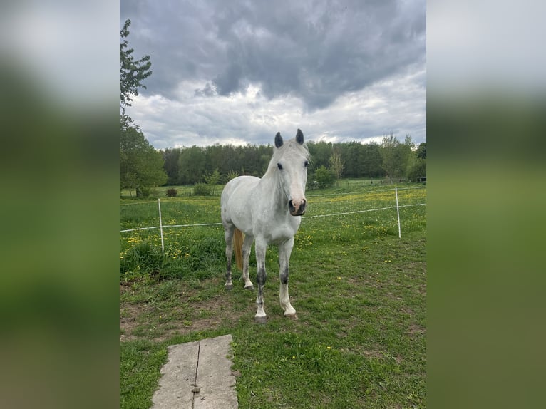 Holstein Giumenta 10 Anni 174 cm Grigio in Alkersleben Holstein Giumenta 10 Anni 174 cm Grigio in Alkersleben