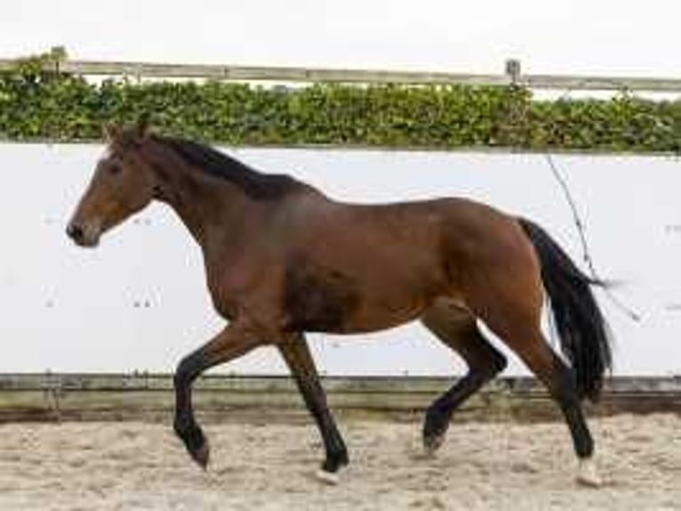 Holstein Giumenta 10 Anni 175 cm Baio in Waddinxveen