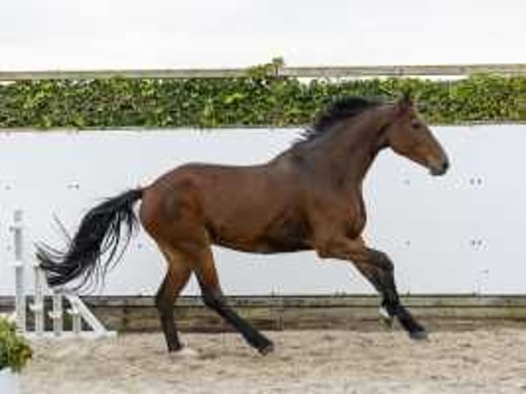 Holstein Giumenta 10 Anni 175 cm Baio in Waddinxveen