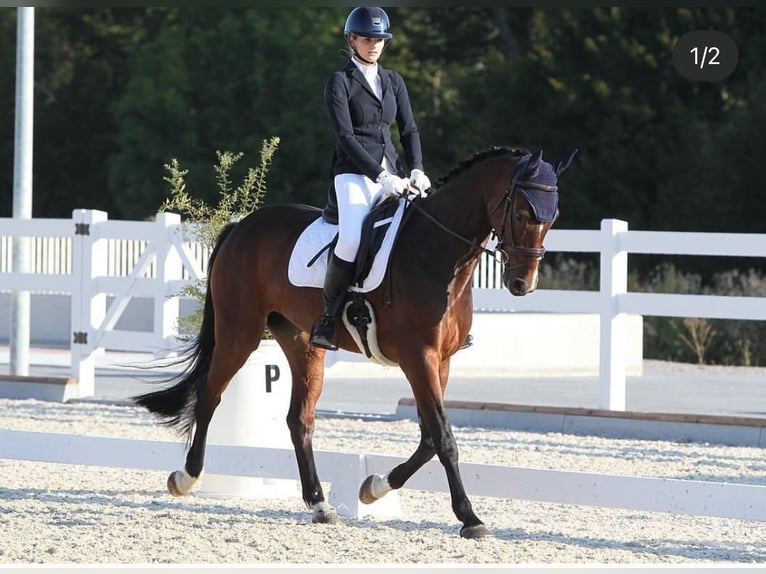 Holstein Giumenta 10 Anni Baio scuro in Bern 65