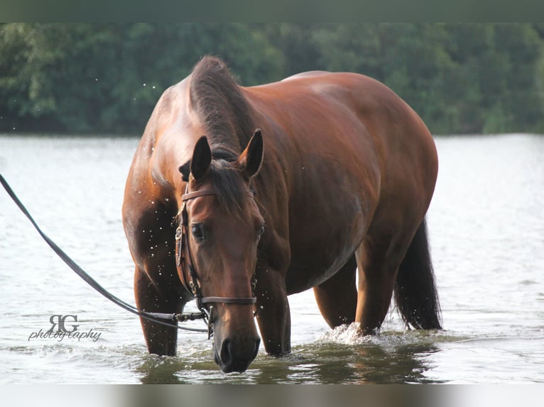 Holstein Giumenta 11 Anni 163 cm in Rosbach vor der Höhe Ober-Rosbach