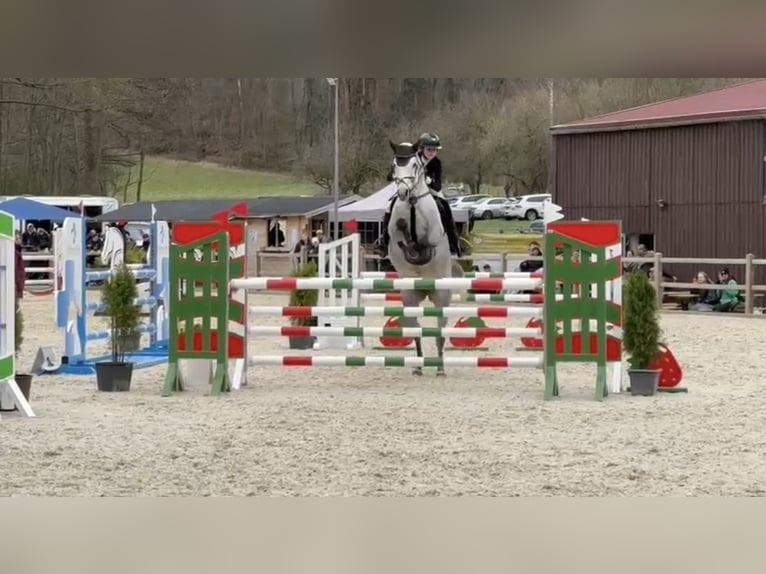 Holstein Giumenta 11 Anni 165 cm Grigio in Groß-Zimmern