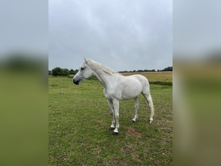 Holstein Giumenta 11 Anni 166 cm Grigio trotinato in Gelting