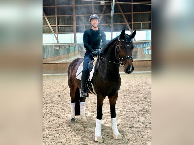 Holstein Giumenta 11 Anni 169 cm Baio scuro in Deitingen