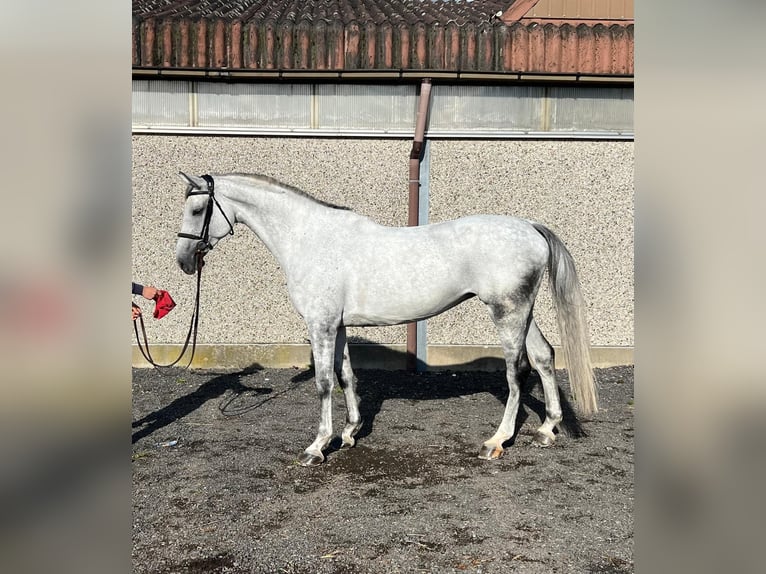 Holstein Giumenta 11 Anni 170 cm Leardo in Relegem