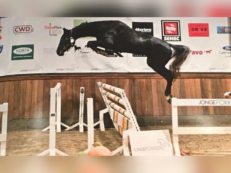 Holstein Giumenta 11 Anni 170 cm Leardo in Relegem