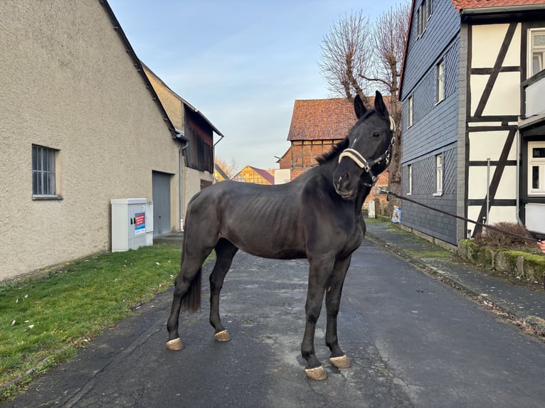 Holstein Giumenta 11 Anni 178 cm Baio nero in Borken