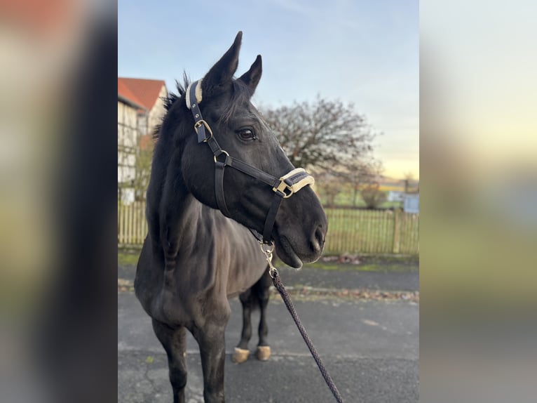 Holstein Giumenta 11 Anni 178 cm Baio nero in Borken