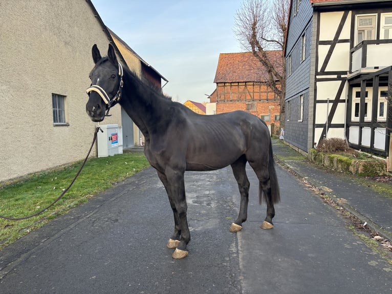 Holstein Giumenta 11 Anni 178 cm Baio nero in Borken