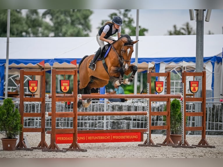 Holstein Giumenta 11 Anni Baio in St. Josefen