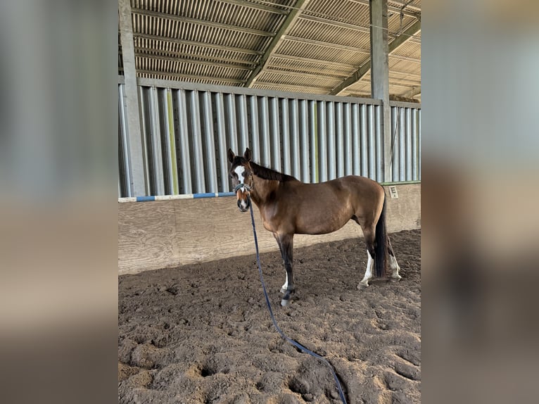 Holstein Giumenta 11 Anni Baio in Döhnsdorf