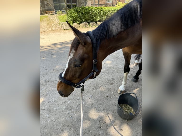 Holstein Giumenta 11 Anni Baio in Döhnsdorf