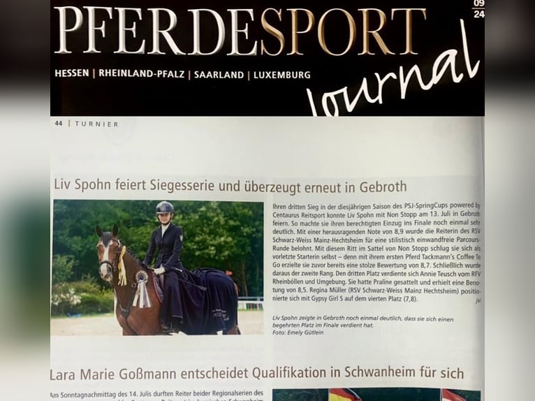 Holstein Giumenta 12 Anni 164 cm Baio in Erbes-B&#xFC;desheim