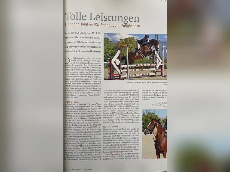 Holstein Giumenta 12 Anni 164 cm Baio in Erbes-B&#xFC;desheim
