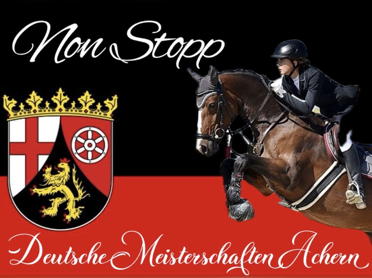 Holstein Giumenta 12 Anni 164 cm Baio in Erbes-B&#xFC;desheim