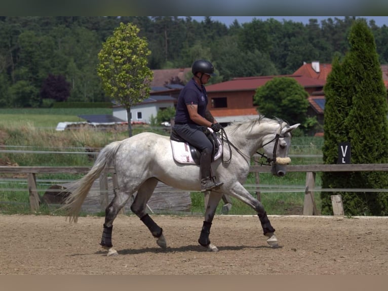 Holstein Giumenta 12 Anni 165 cm Grigio in Magdwiesen