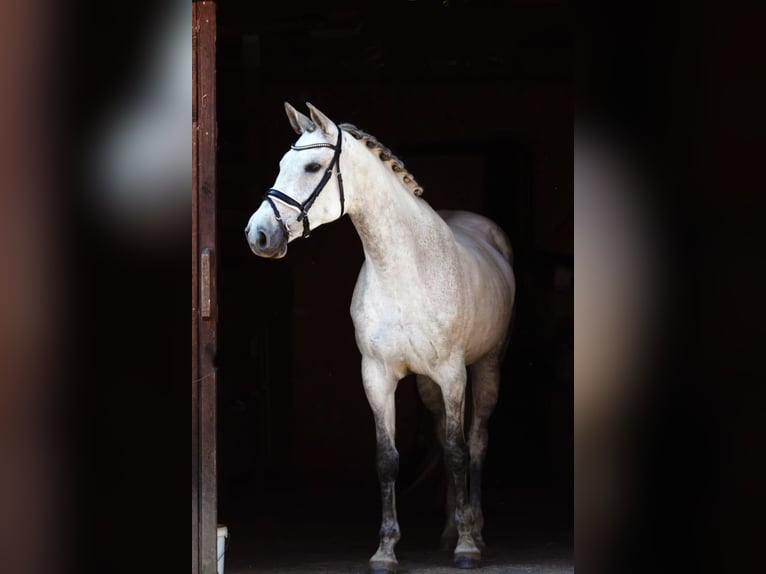 Holstein Giumenta 12 Anni 165 cm Grigio in Magdwiesen