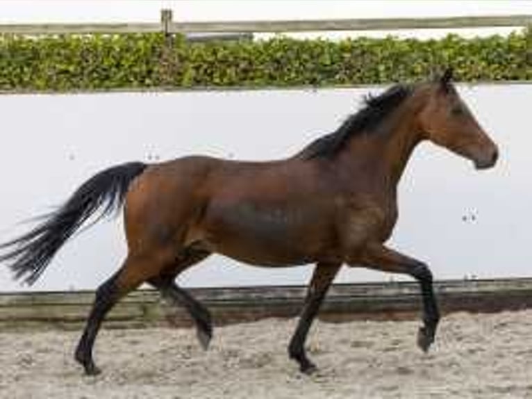 Holstein Giumenta 12 Anni 166 cm Baio in Waddinxveen