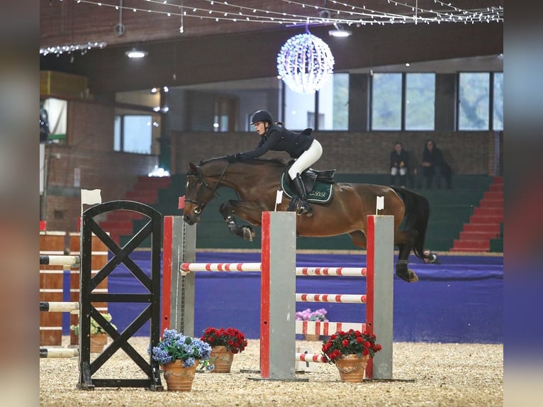 Holstein Giumenta 12 Anni 167 cm Baio in Bologna