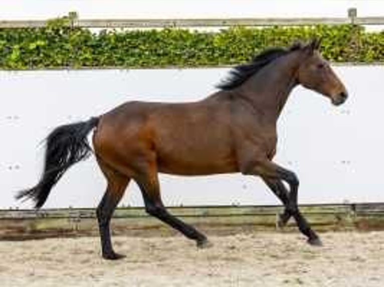 Holstein Giumenta 12 Anni 167 cm Baio in Waddinxveen