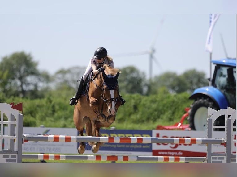 Holstein Giumenta 12 Anni 168 cm Sauro in Janneby