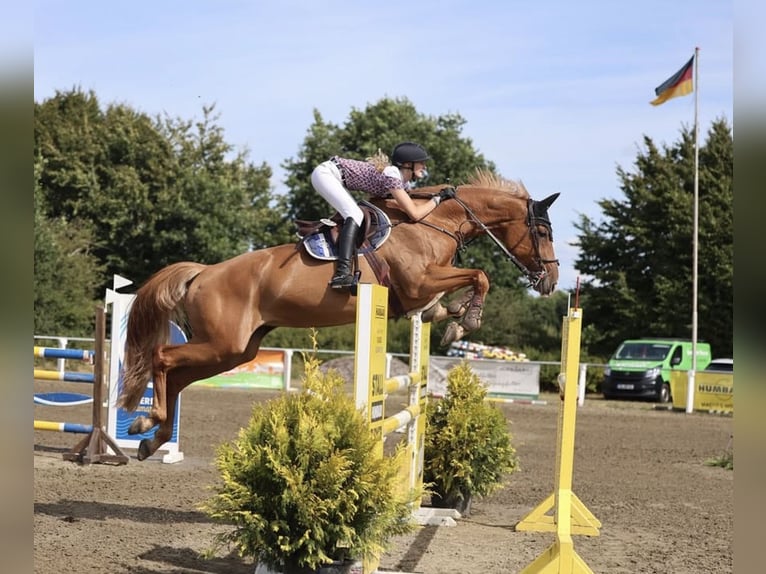 Holstein Giumenta 12 Anni 168 cm Sauro in Janneby