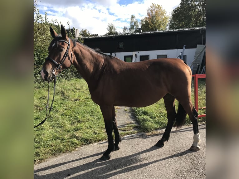 Holstein Giumenta 12 Anni 171 cm Baio in Massenhausen